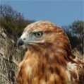 Аватар для hawk
